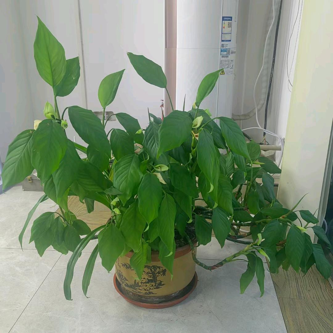 生活白开水