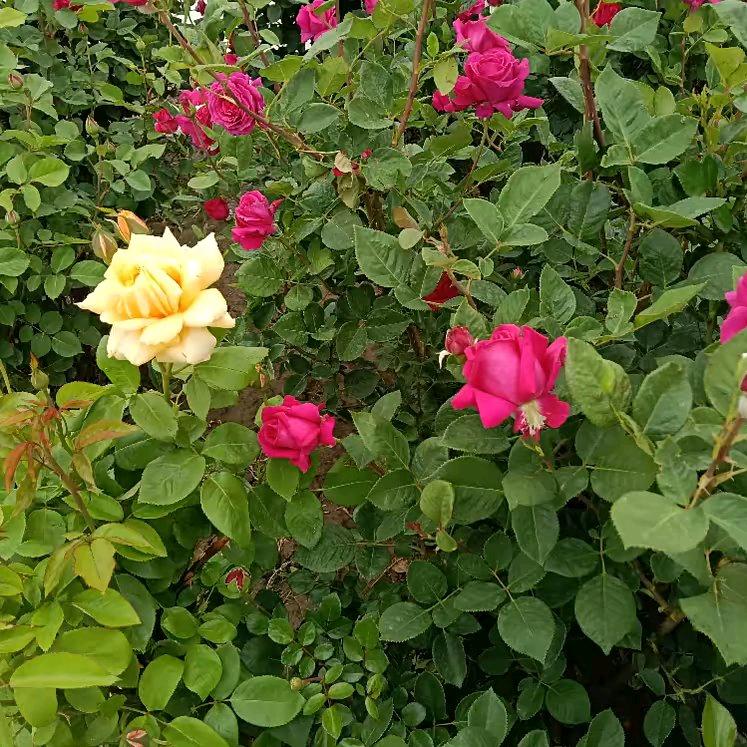 远走高飞爱你一生一世