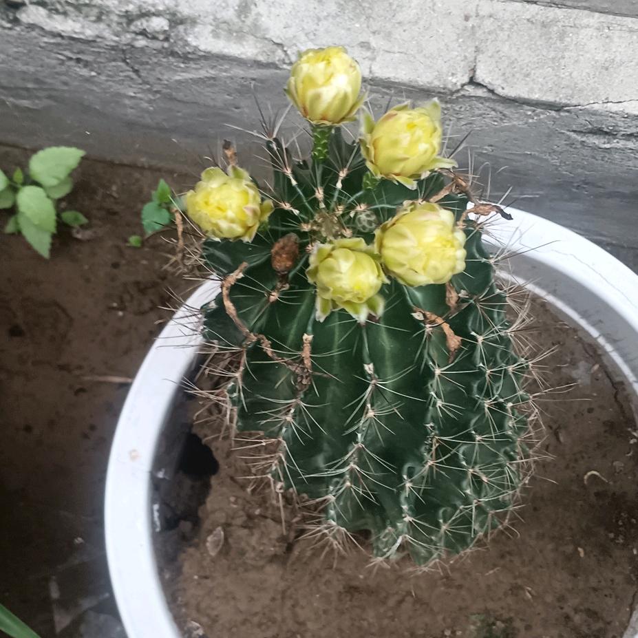 无人可伤50832084