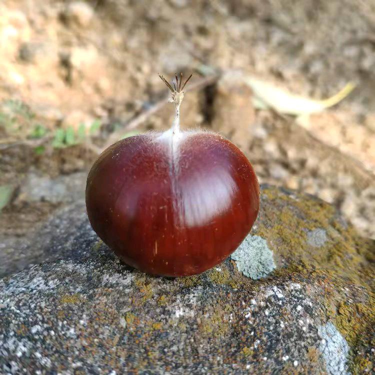 广州批发迁西板栗  烟薯