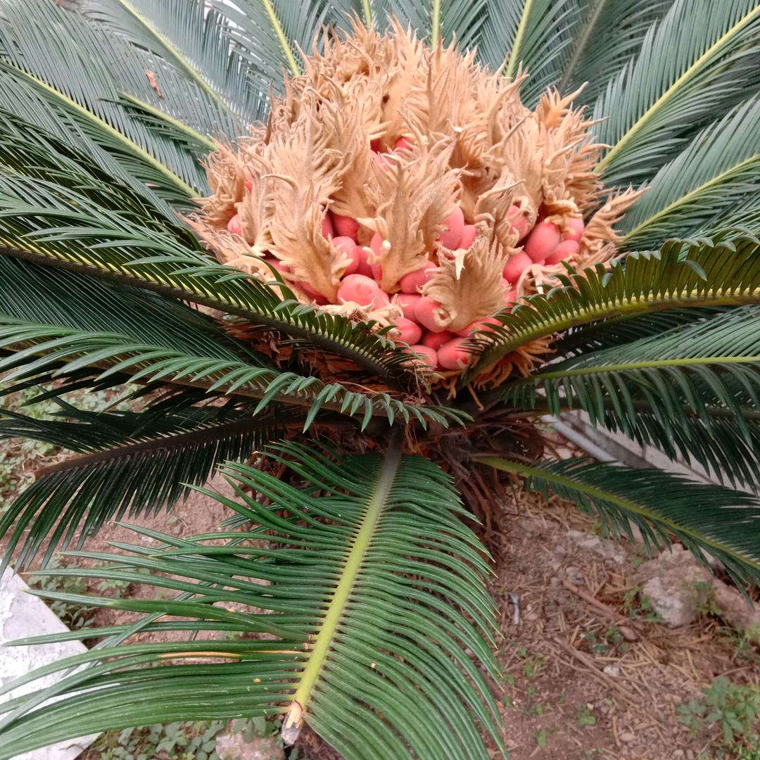 专业搭外架