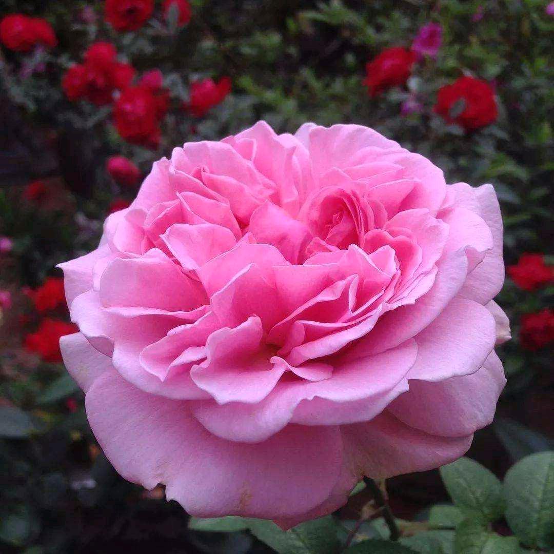花花