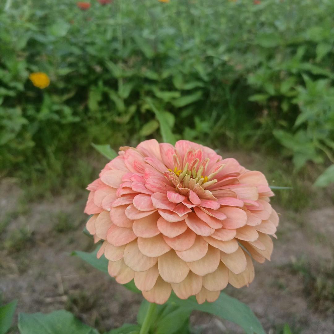 如意