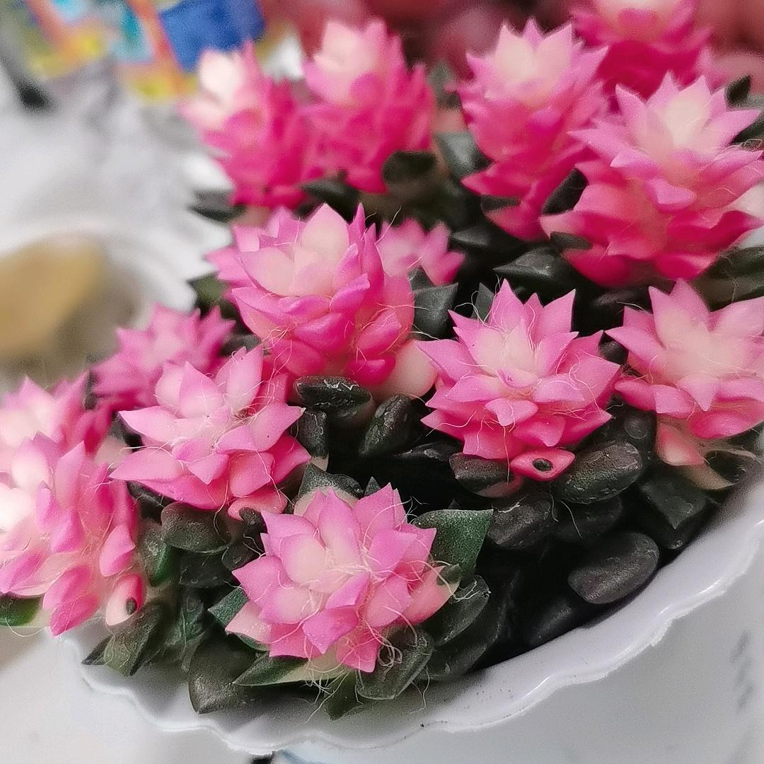 新的开始      直播
