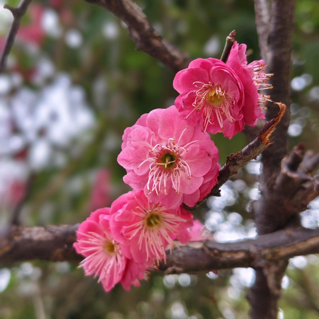 陈银莲