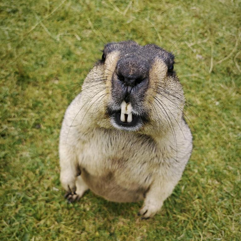 不聪明的小明😏•