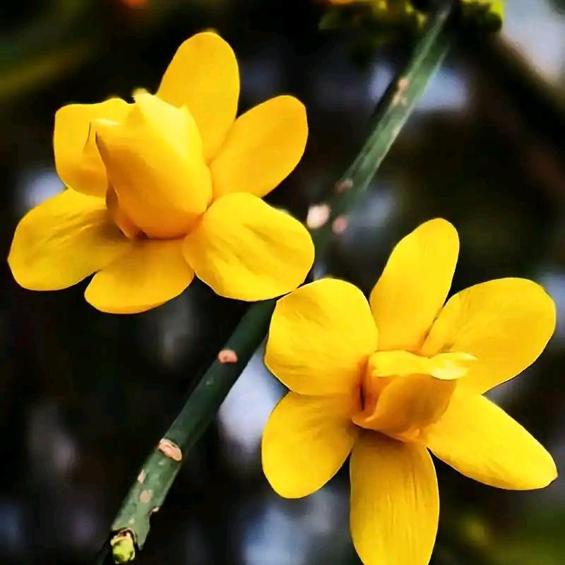 迎春花