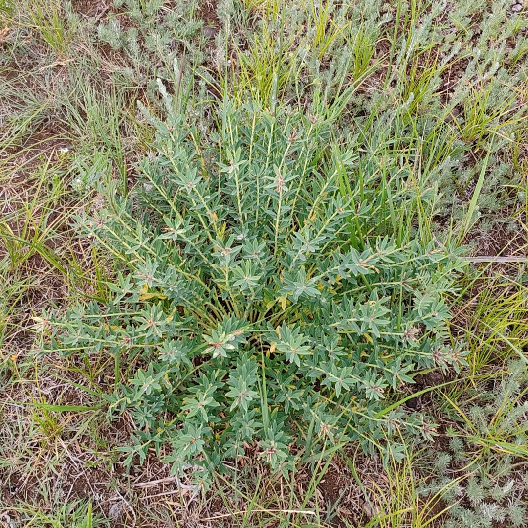 阿荣