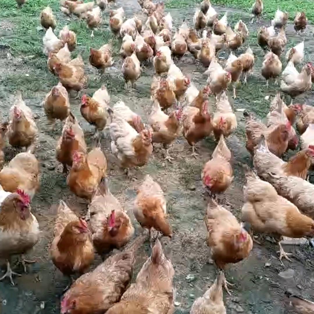 傅老二散养胡须鸡，支持批发，零售