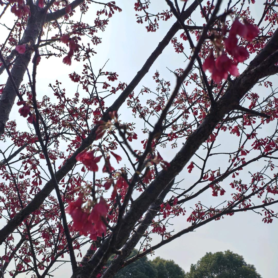 小燕子