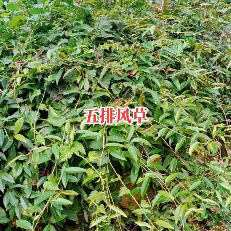 风酸和谐③→杨排风8152