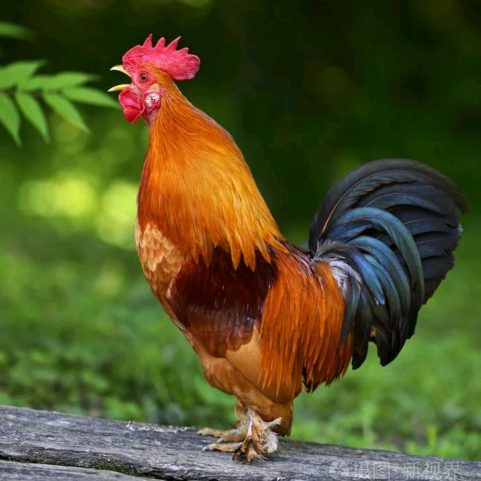 农家小院养殖场