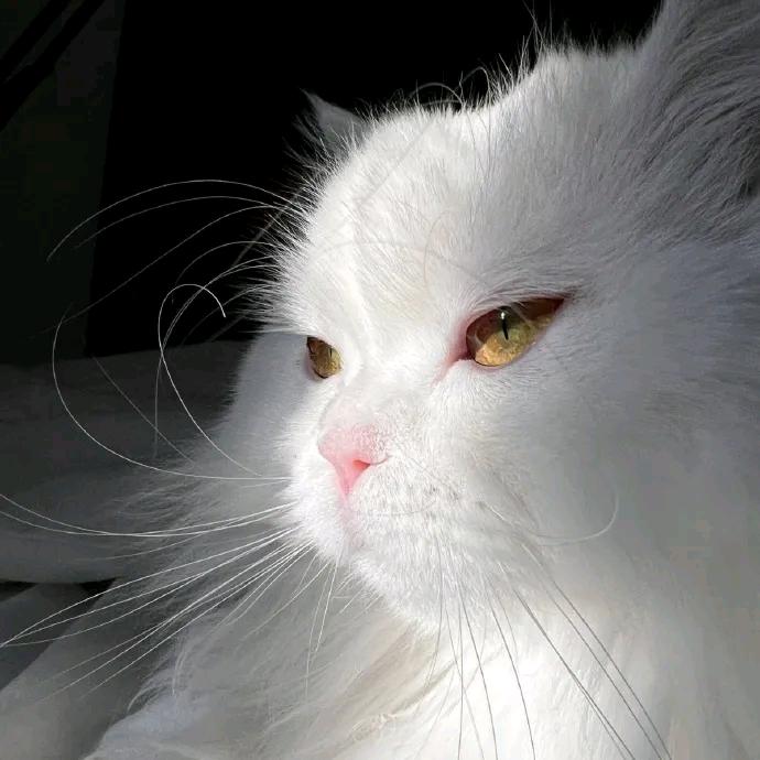小婷大人