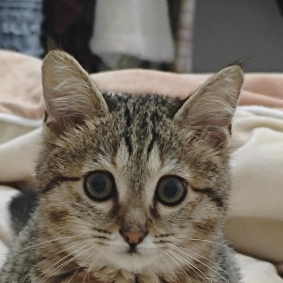 狸奴（画画版）