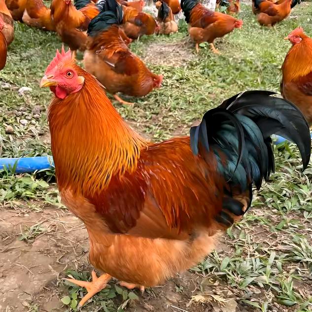 80后新农人聊养鸡