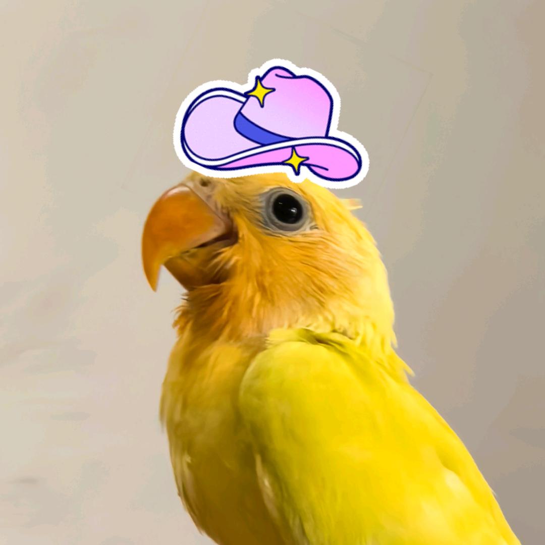 袅袅来啦（首播筹备中）