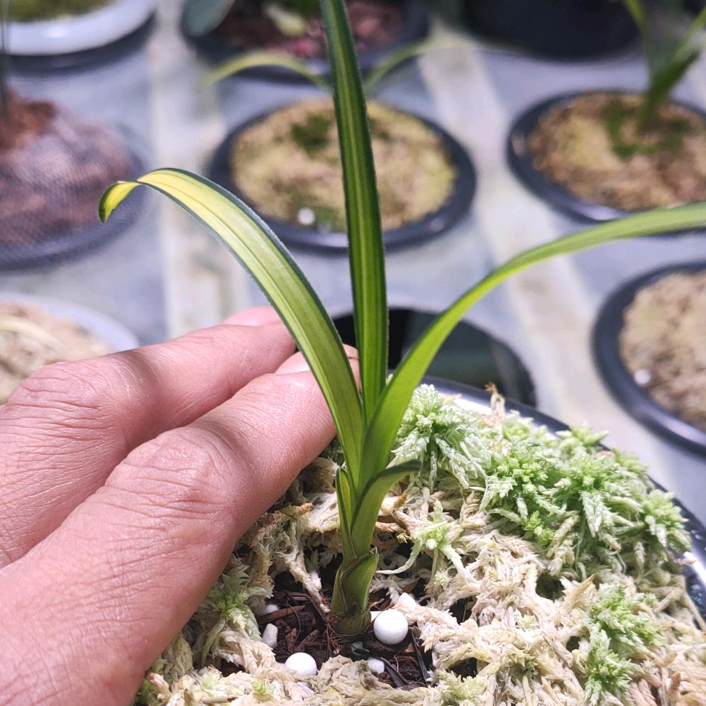 艺草专业户