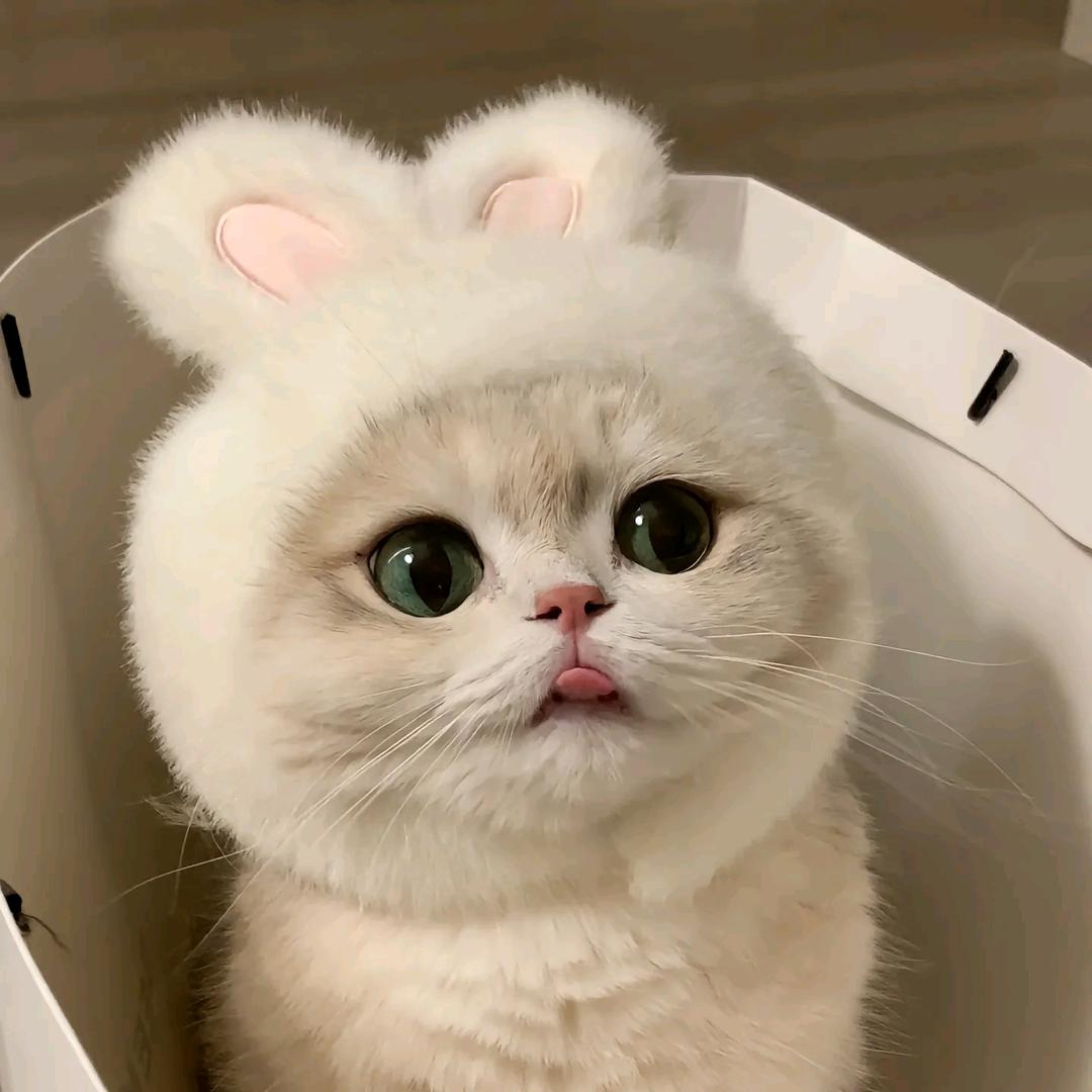 电子榨菜