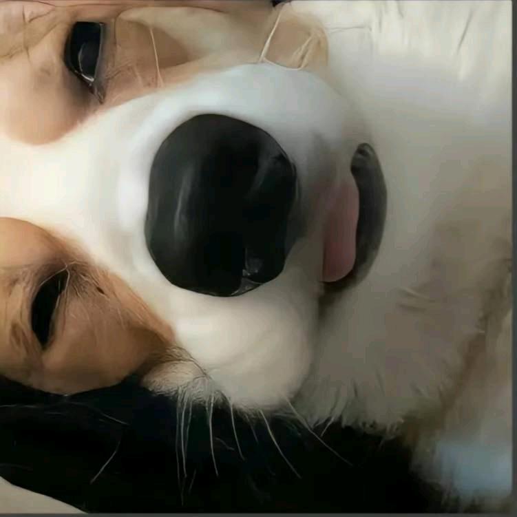 素梅（离异单身）