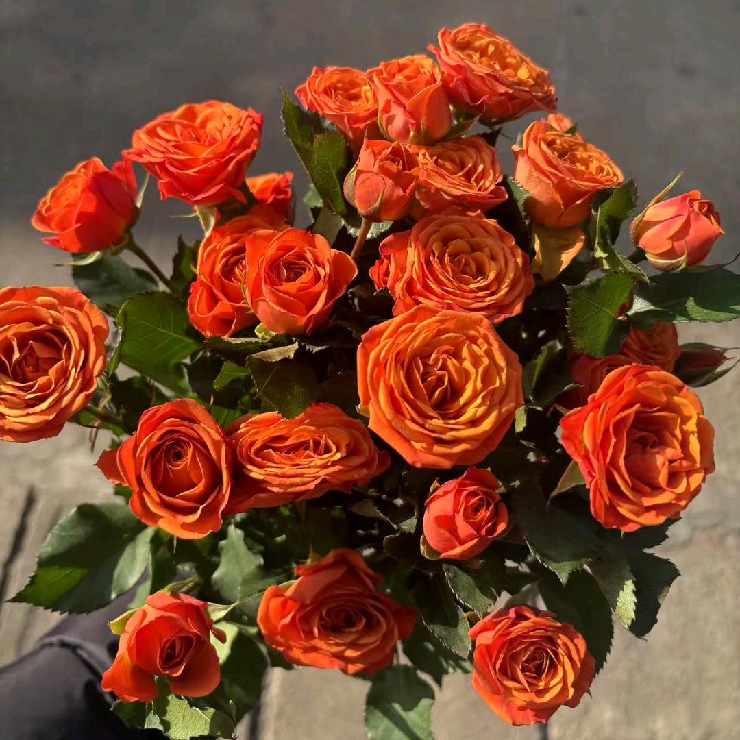 @ღ时光ꦿ࿐《橱窗有好物》