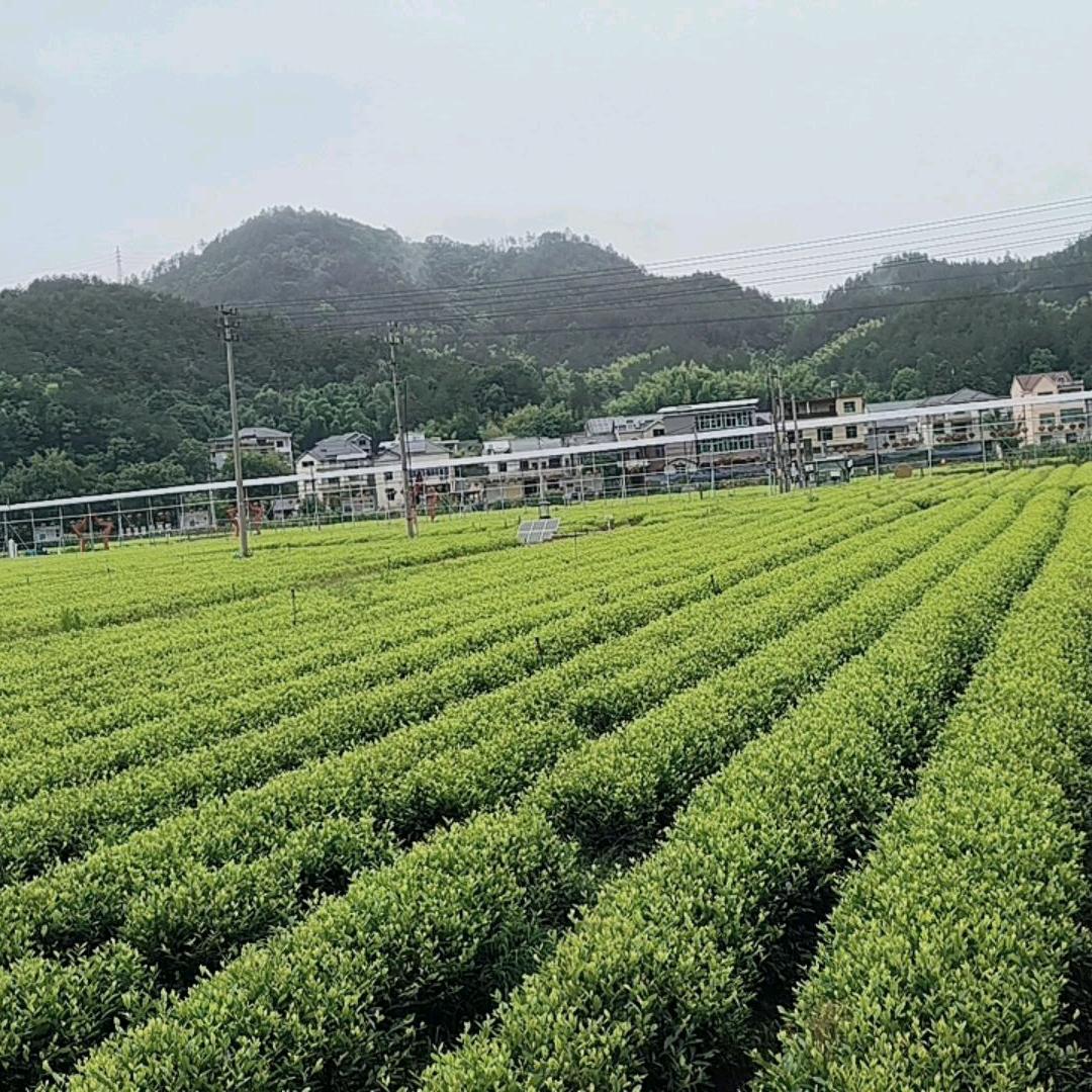 冷漠