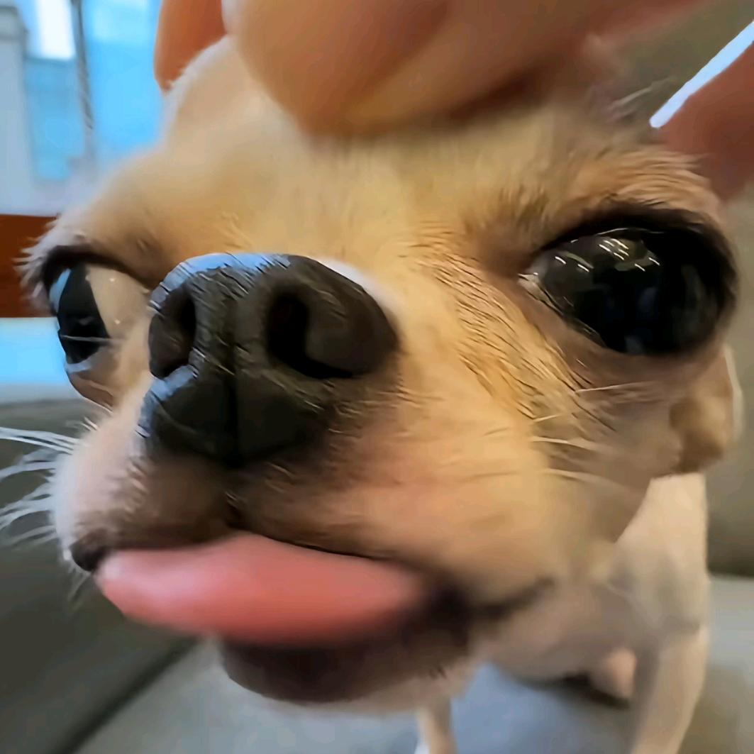这只猫去哪了