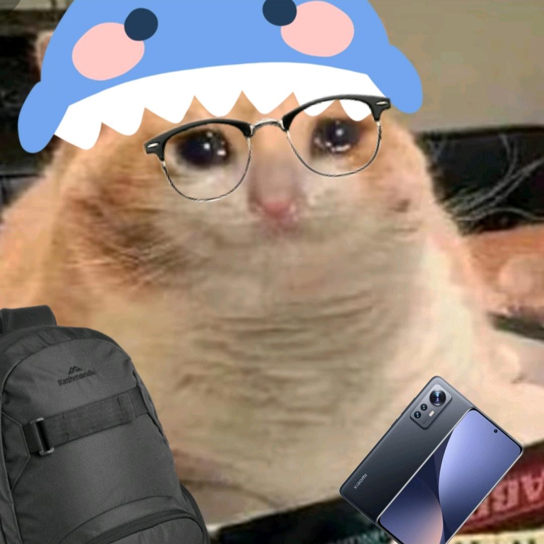 猫meme小鲨