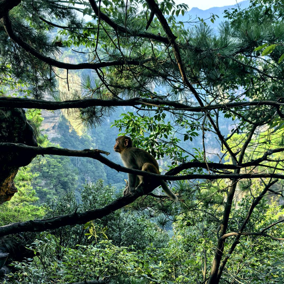 湘鄂川黔农副产品