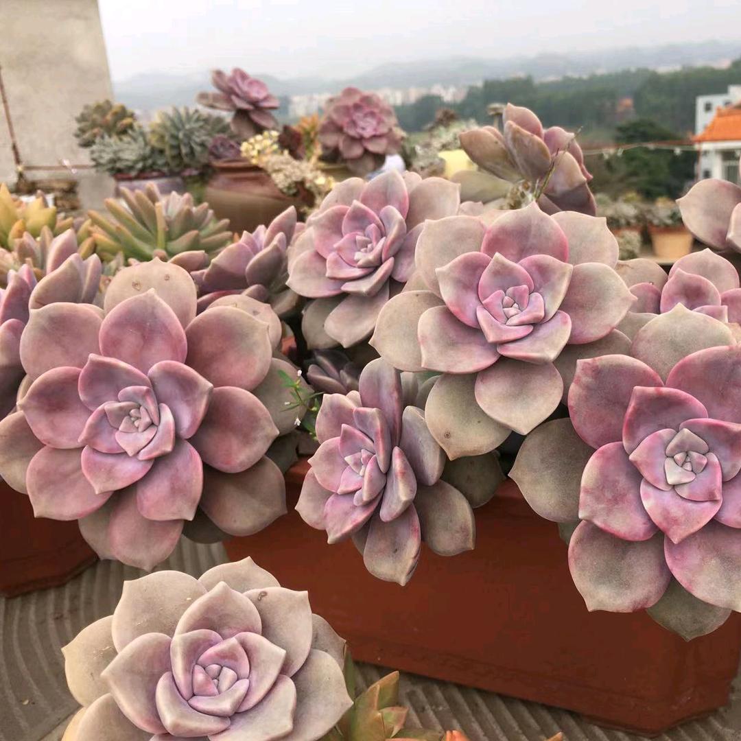 静心花园