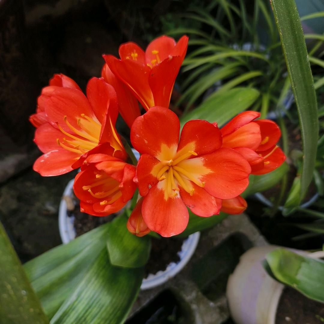 Mountain flower