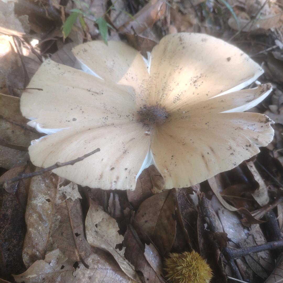 广别妖茶