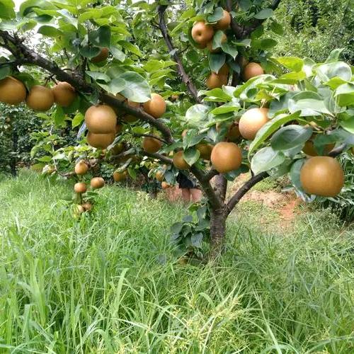 京世界家具家电 罗光珍