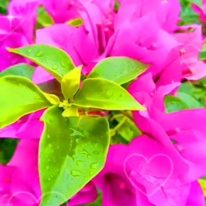 🌺🍀花好月圆🌺
