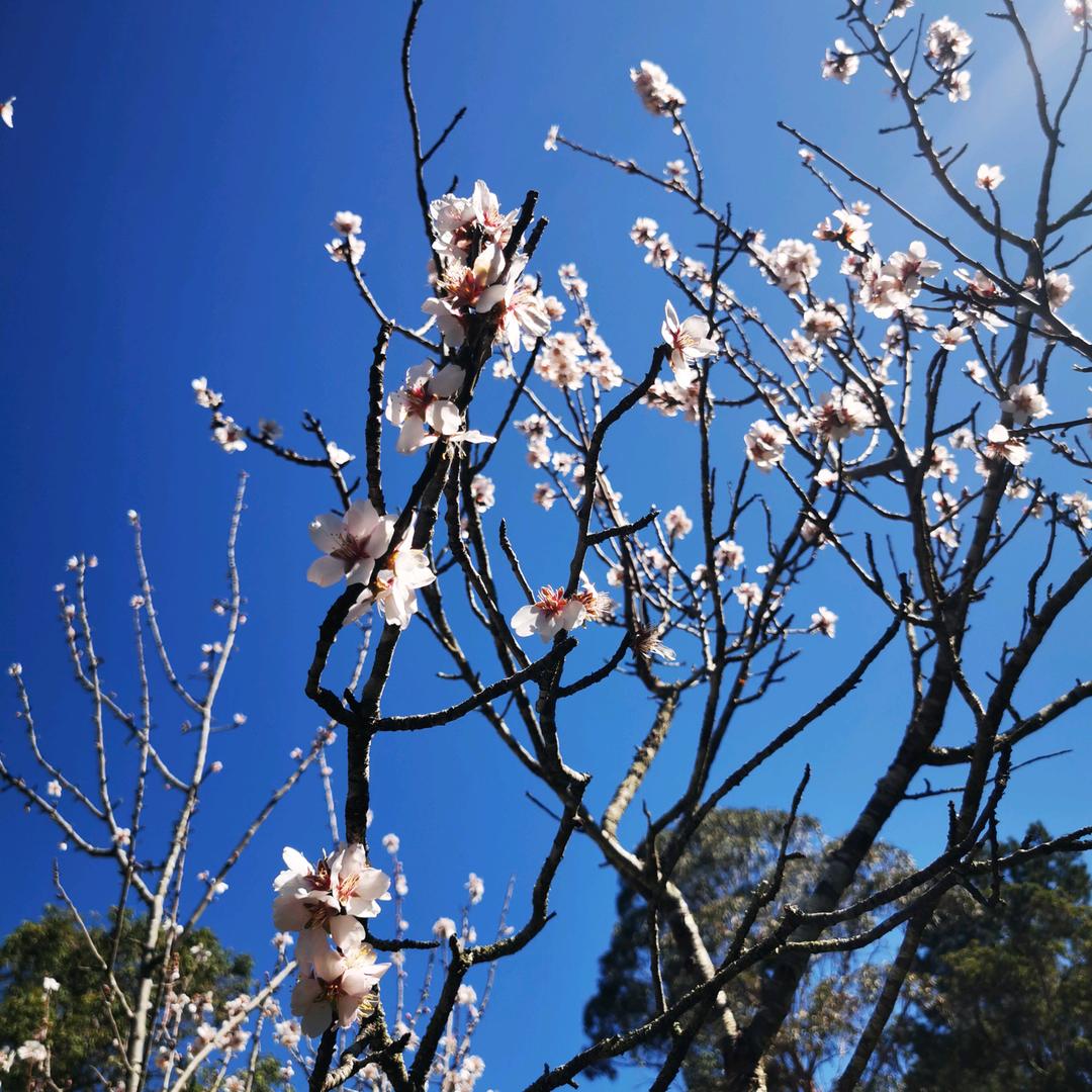 娟子的澳洲笔记