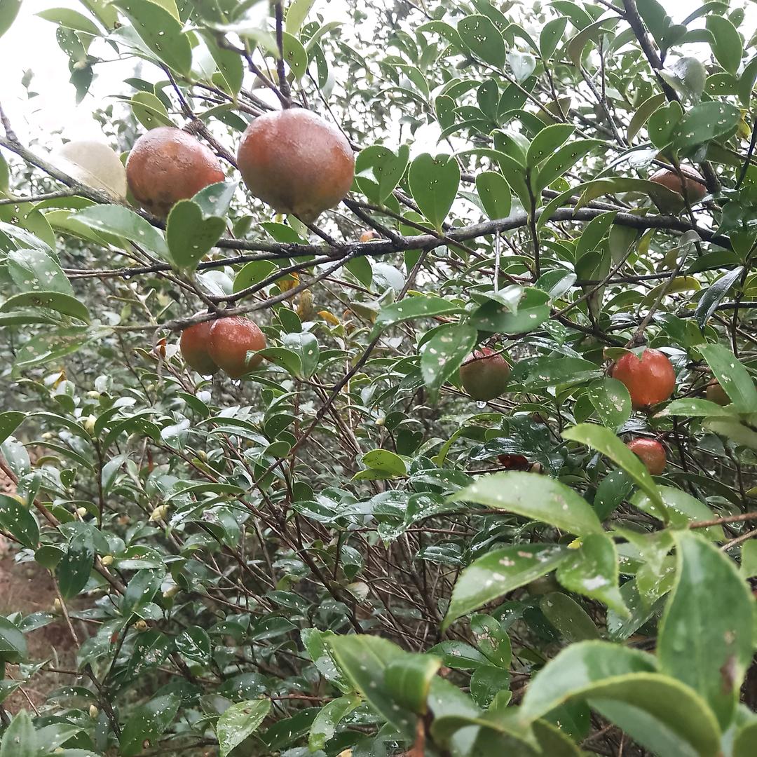 美林榨茶油