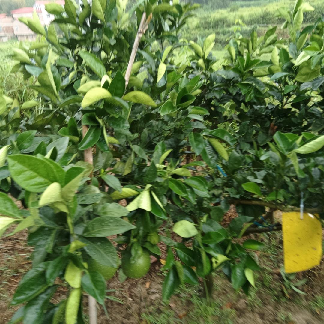 树叶风声