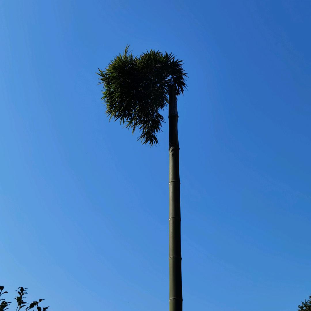 什么名字