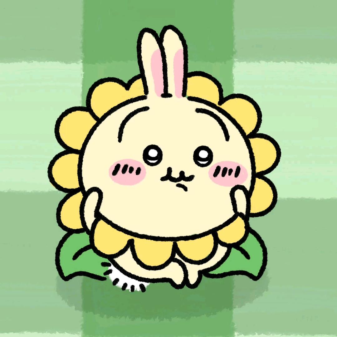橙猫猫