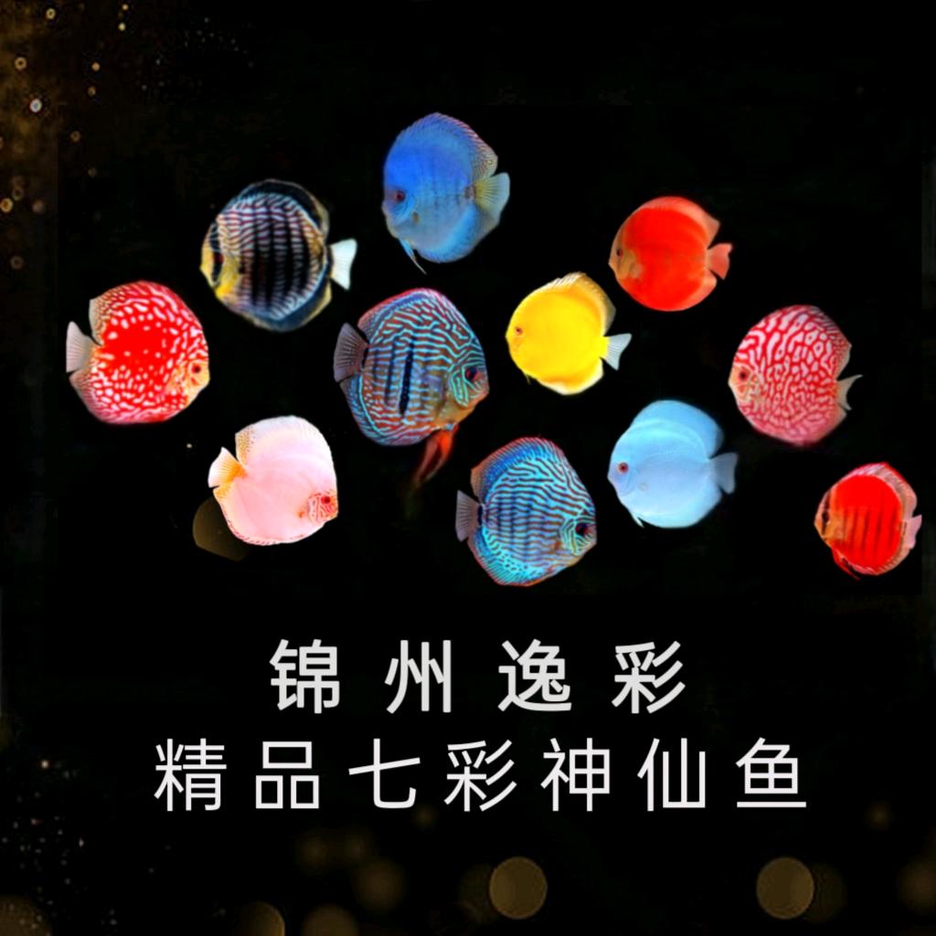 锦州逸彩精品七彩
