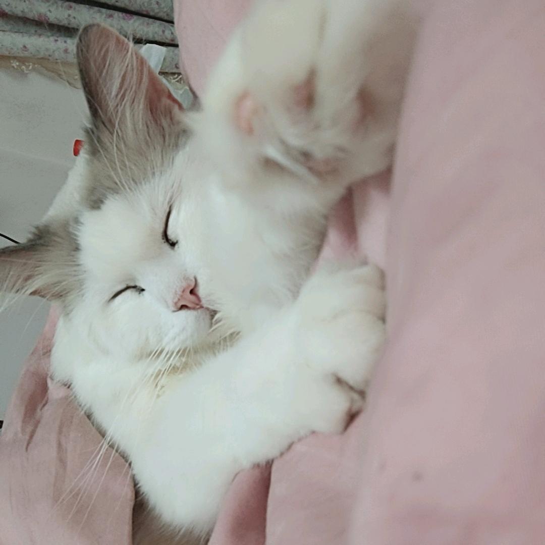 幺妹儿思密达