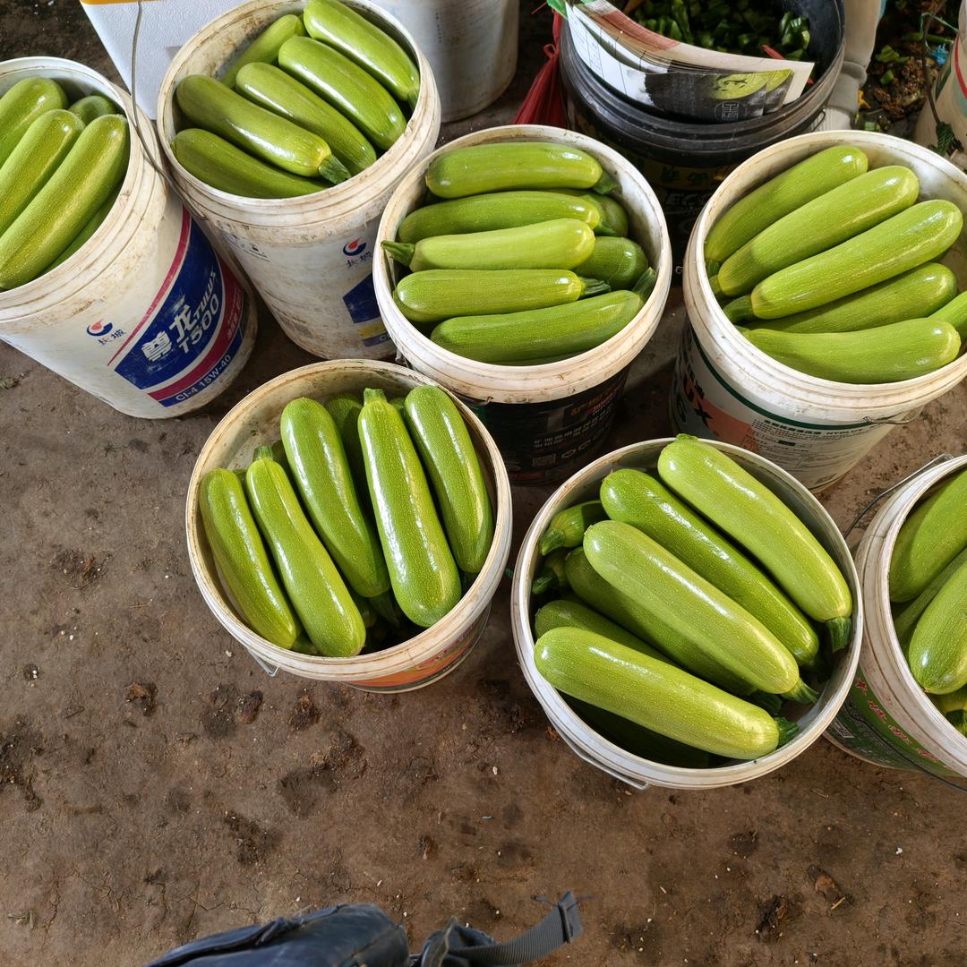 燕子精品西葫芦