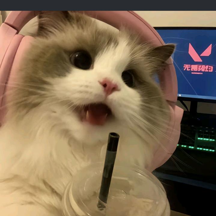 boiboibee