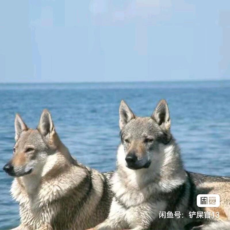 老郭爱养捷克狼