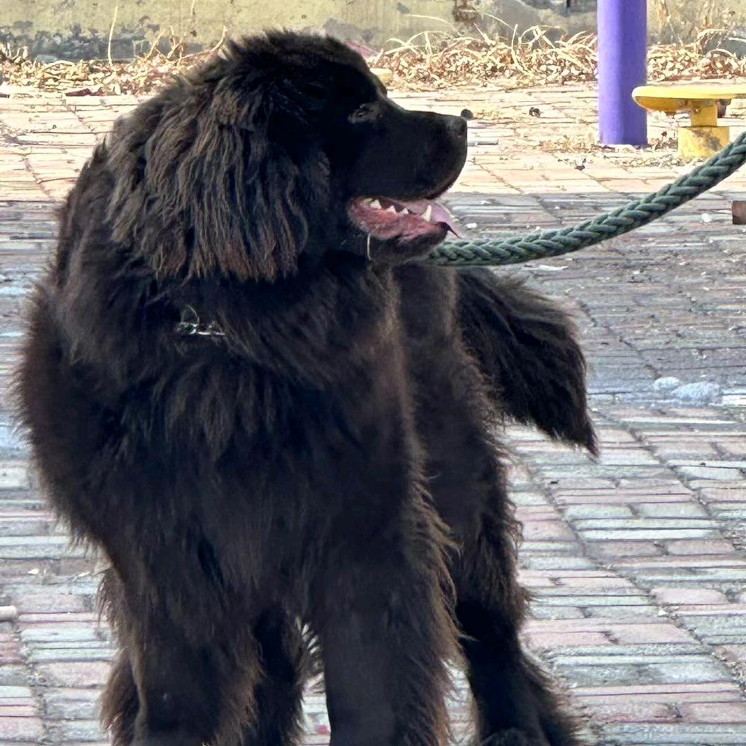 我家有一只小棕熊