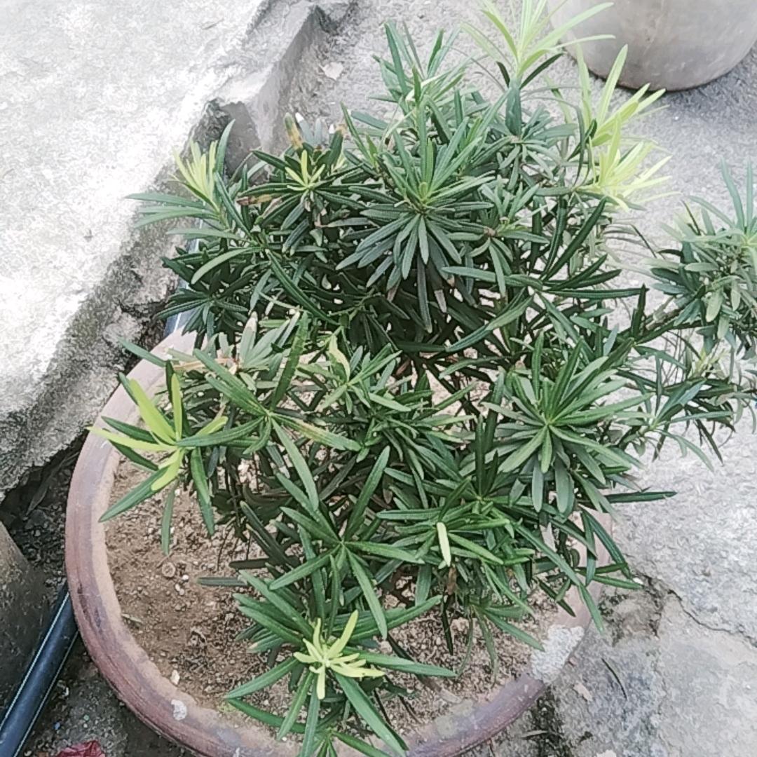 王汉清
