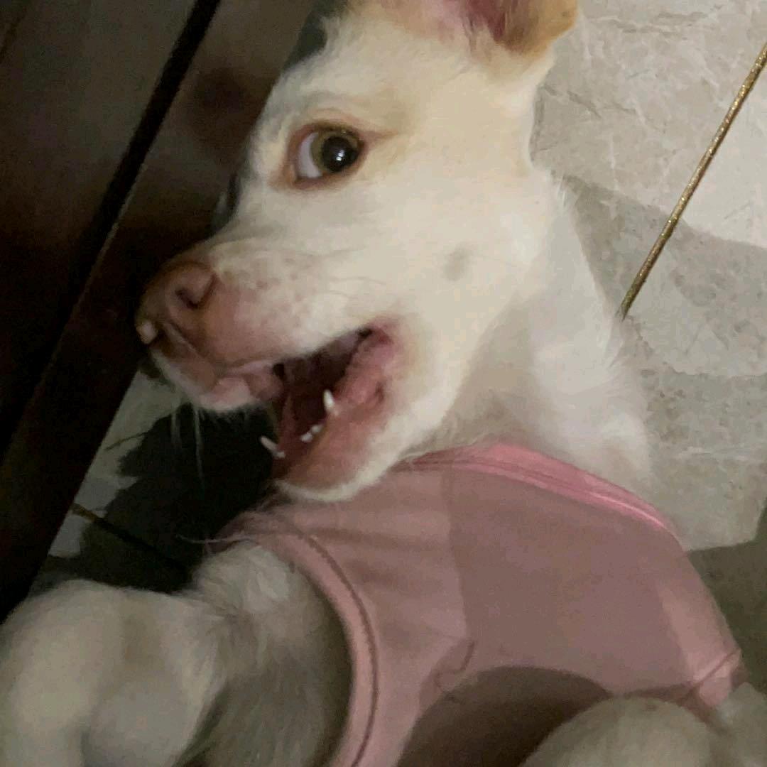 梅开八度
