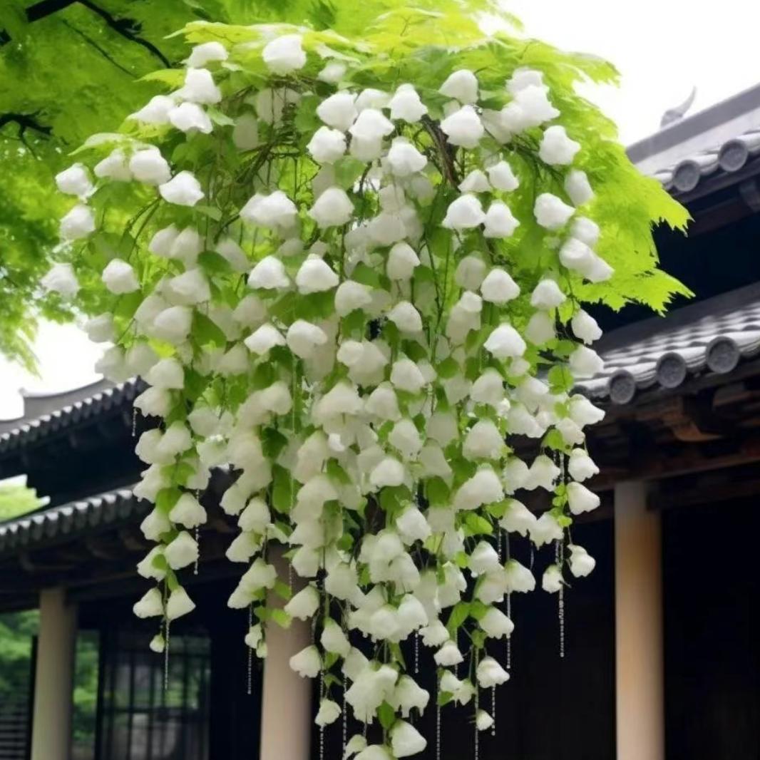小胖猪