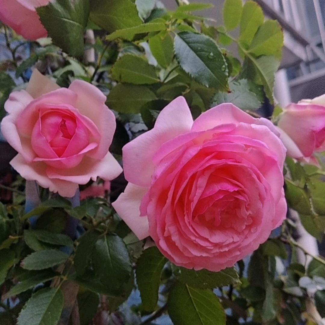 禅静
