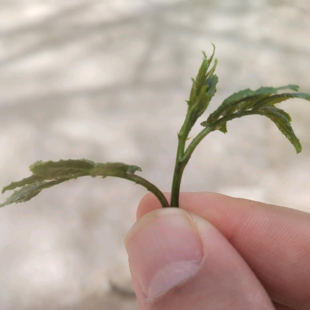 心之所想，梦之所向