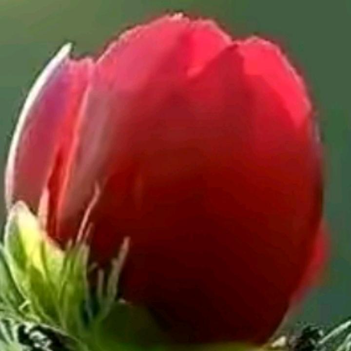 没人要